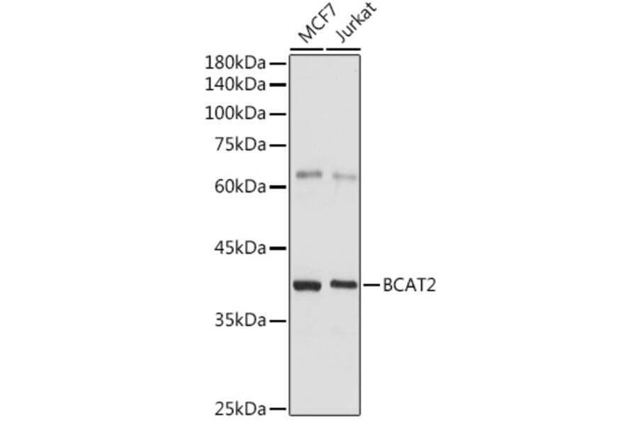 Western Blot - Anti-BCAT2 Antibody (A15687) - Antibodies.com