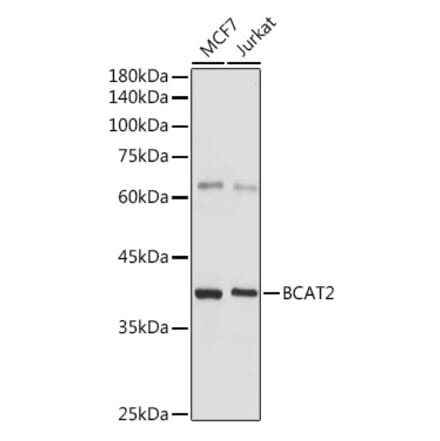 Western Blot - Anti-BCAT2 Antibody (A15687) - Antibodies.com