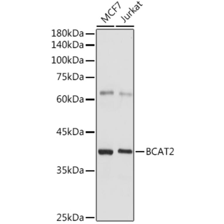 Western Blot - Anti-BCAT2 Antibody (A15687) - Antibodies.com