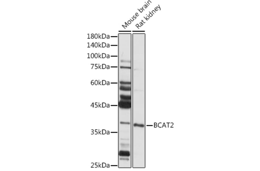 Western Blot - Anti-BCAT2 Antibody (A15687) - Antibodies.com