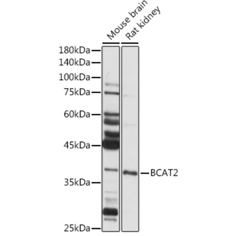 Western Blot - Anti-BCAT2 Antibody (A15687) - Antibodies.com