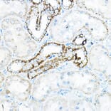 Immunohistochemistry - Anti-BCAT2 Antibody (A15687) - Antibodies.com