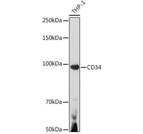 Western Blot - Anti-CD34 Antibody (A15690) - Antibodies.com