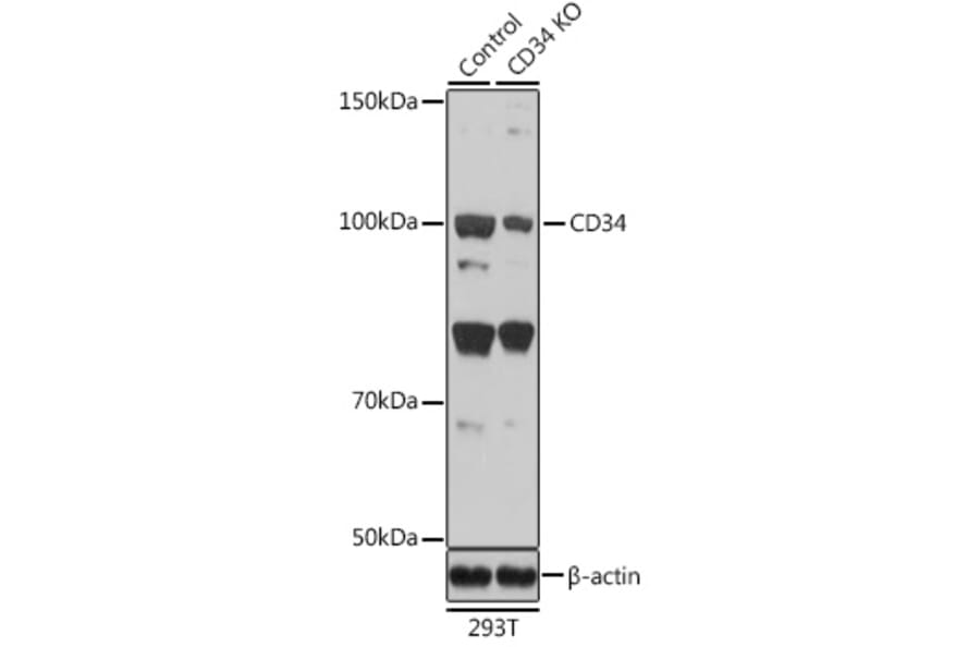 Western Blot - Anti-CD34 Antibody (A15690) - Antibodies.com