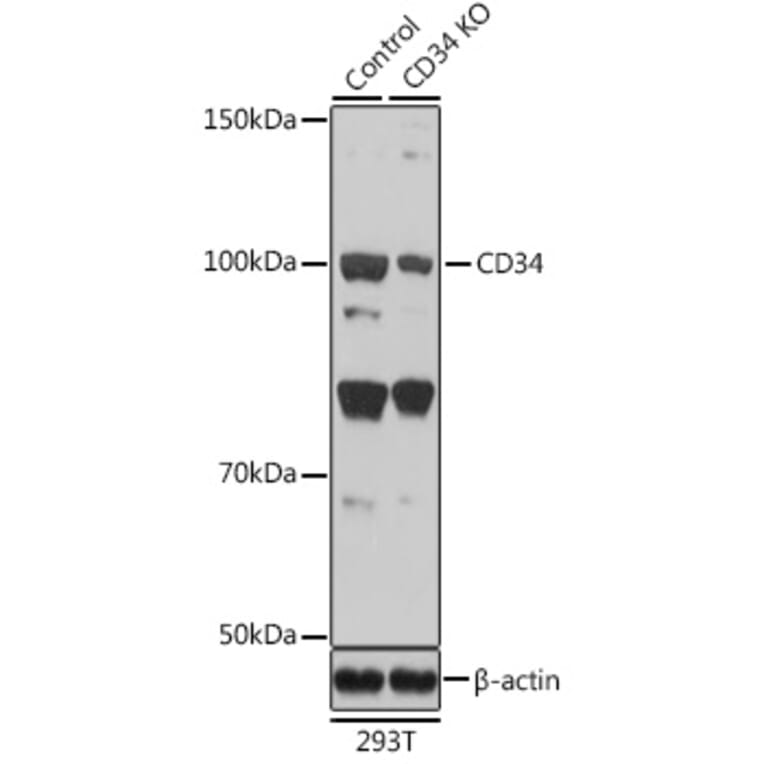 Western Blot - Anti-CD34 Antibody (A15690) - Antibodies.com