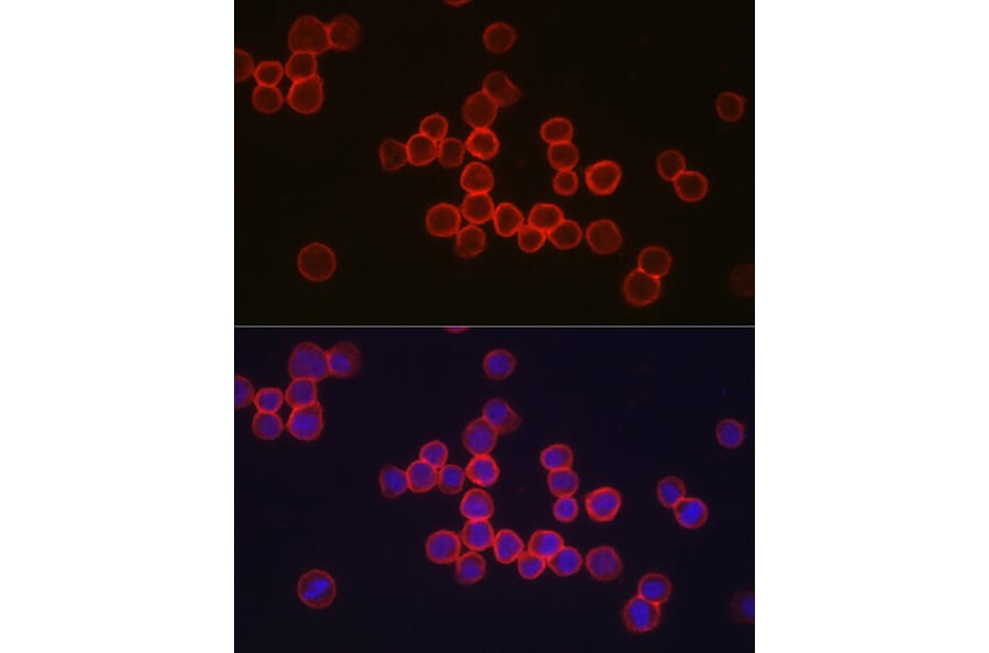 Immunofluorescence - Anti-CD34 Antibody (A15690) - Antibodies.com
