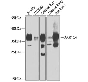 Western Blot - Anti-AKR1C4 Antibody (A15691) - Antibodies.com