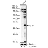 Western Blot - Anti-DFNA5/GSDME Antibody (A15693) - Antibodies.com