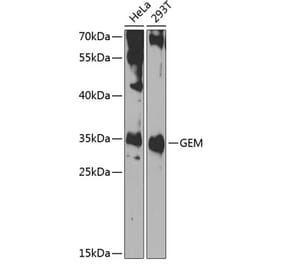 Western Blot - Anti-GEM Antibody (A15694) - Antibodies.com