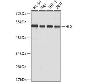 Western Blot - Anti-HLX1 Antibody (A15695) - Antibodies.com