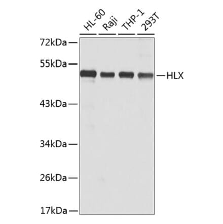 Western Blot - Anti-HLX1 Antibody (A15695) - Antibodies.com