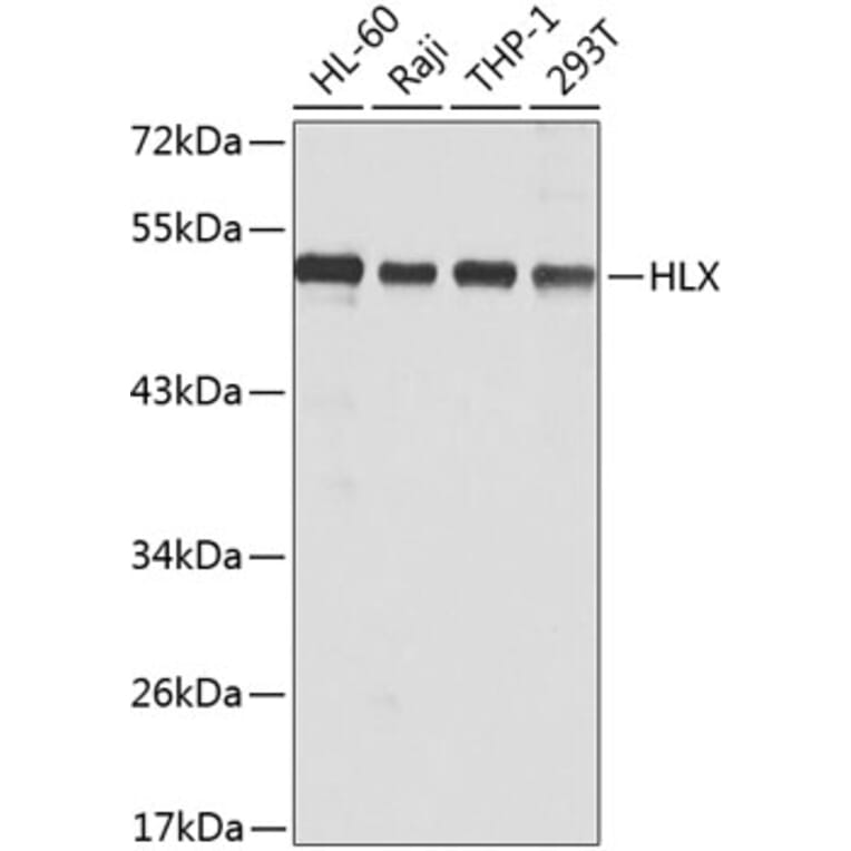 Western Blot - Anti-HLX1 Antibody (A15695) - Antibodies.com