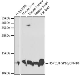 Western Blot - Anti-EPF Antibody (A15696) - Antibodies.com