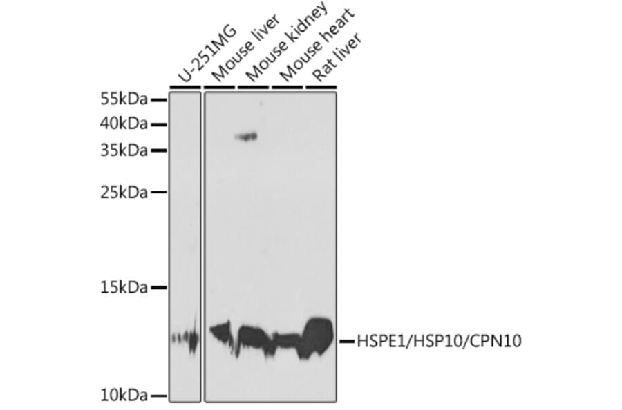 Western Blot - Anti-EPF Antibody (A15696) - Antibodies.com