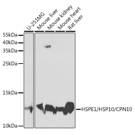 Western Blot - Anti-EPF Antibody (A15696) - Antibodies.com