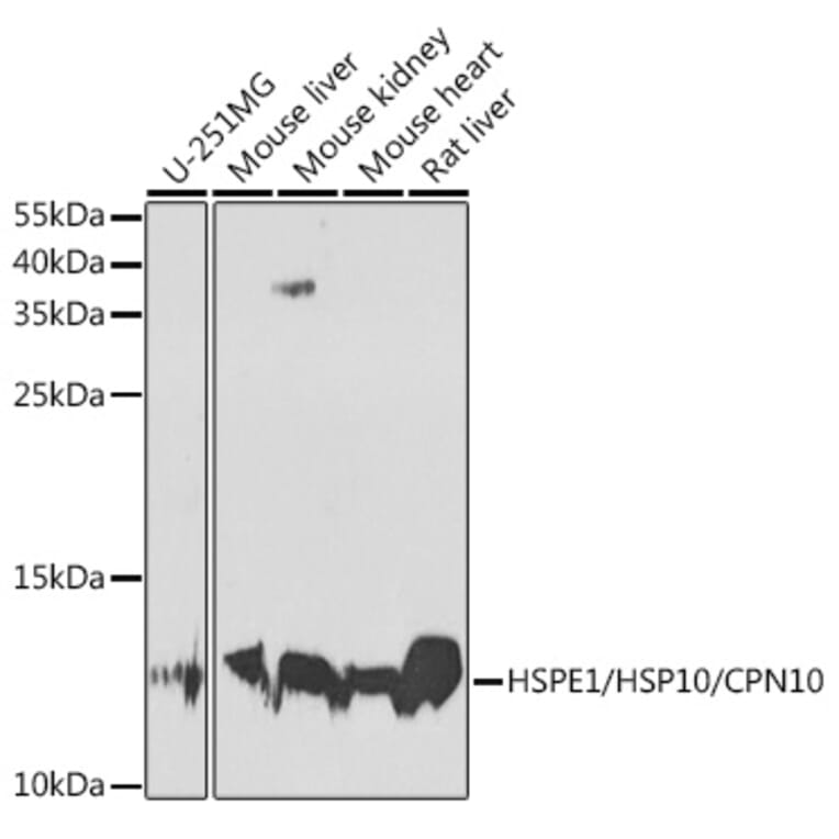 Western Blot - Anti-EPF Antibody (A15696) - Antibodies.com