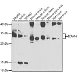 Western Blot - Anti-ICAM4 Antibody (A15697) - Antibodies.com