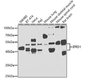 Western Blot - Anti-IFRD1 Antibody (A15698) - Antibodies.com