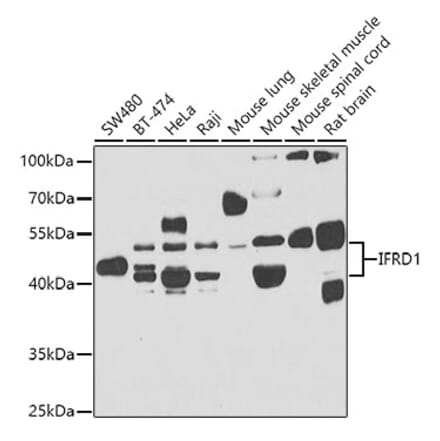 Western Blot - Anti-IFRD1 Antibody (A15698) - Antibodies.com