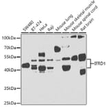 Western Blot - Anti-IFRD1 Antibody (A15698) - Antibodies.com