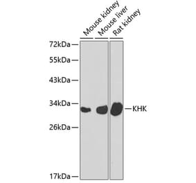 Western Blot - Anti-ketohexokinase Antibody (A15699) - Antibodies.com