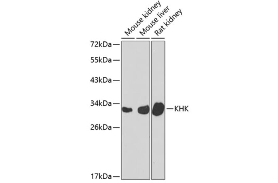 Western Blot - Anti-ketohexokinase Antibody (A15699) - Antibodies.com