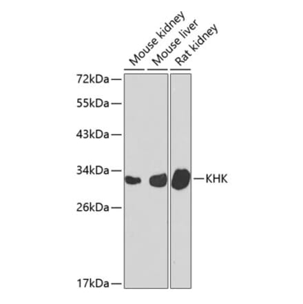 Western Blot - Anti-ketohexokinase Antibody (A15699) - Antibodies.com