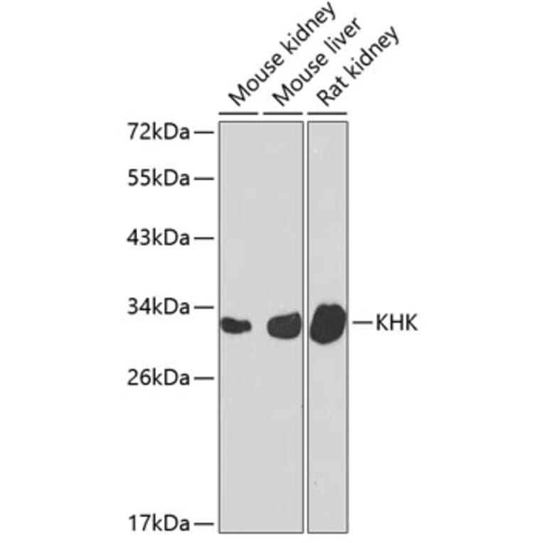 Western Blot - Anti-ketohexokinase Antibody (A15699) - Antibodies.com