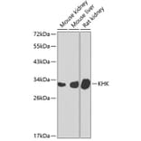 Western Blot - Anti-ketohexokinase Antibody (A15699) - Antibodies.com