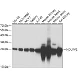 Western Blot - Anti-NDUFV2 Antibody (A15700) - Antibodies.com
