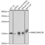 Western Blot - Anti-NME2 Antibody (A15701) - Antibodies.com