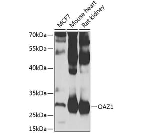 Western Blot - Anti-OAZ1 Antibody (A15702) - Antibodies.com