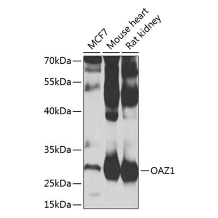 Western Blot - Anti-OAZ1 Antibody (A15702) - Antibodies.com