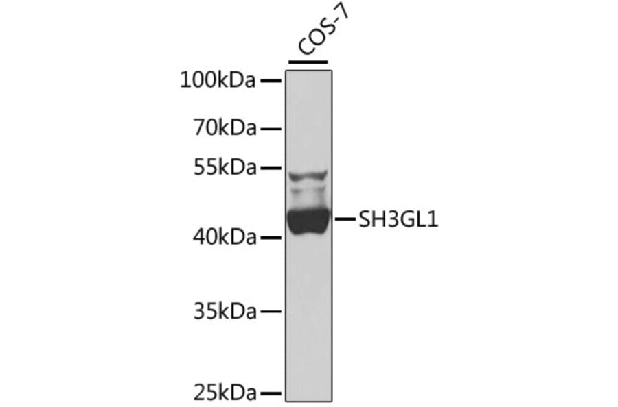 Western Blot - Anti-SH3GL1 Antibody (A15707) - Antibodies.com