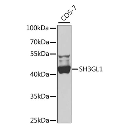 Western Blot - Anti-SH3GL1 Antibody (A15707) - Antibodies.com