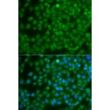 Immunofluorescence - Anti-SPIB Antibody (A7451) - Antibodies.com