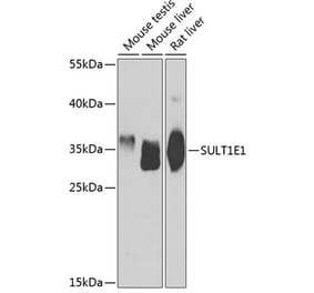 Western Blot - Anti-Estrogen Sulfotransferase Antibody (A15709) - Antibodies.com