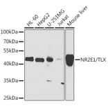 Western Blot - Anti-NR2E1/Tailless/TLX Antibody (A15710) - Antibodies.com