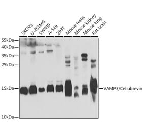 Western Blot - Anti-Cellubrevin Antibody (A15712) - Antibodies.com