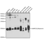 Western Blot - Anti-Cellubrevin Antibody (A15712) - Antibodies.com