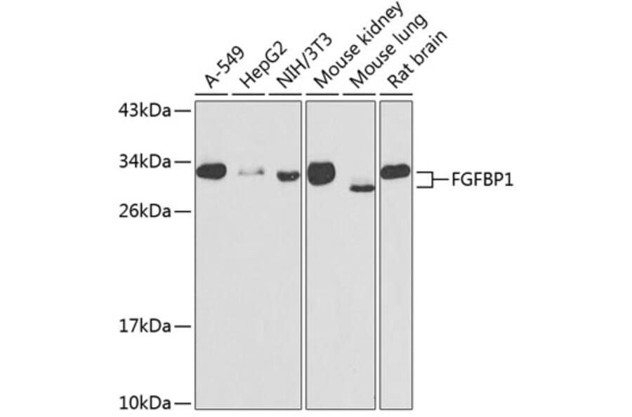 Western Blot - Anti-FGFBP1 Antibody (A15713) - Antibodies.com