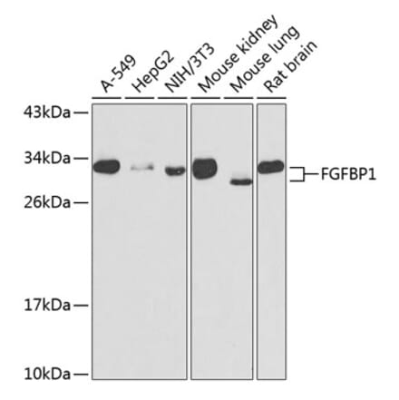 Western Blot - Anti-FGFBP1 Antibody (A15713) - Antibodies.com