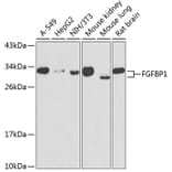 Western Blot - Anti-FGFBP1 Antibody (A15713) - Antibodies.com