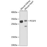 Western Blot - Anti-PCGF3 Antibody (A15714) - Antibodies.com