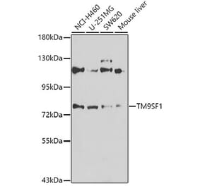 Western Blot - Anti-TM9SF1 Antibody (A15715) - Antibodies.com