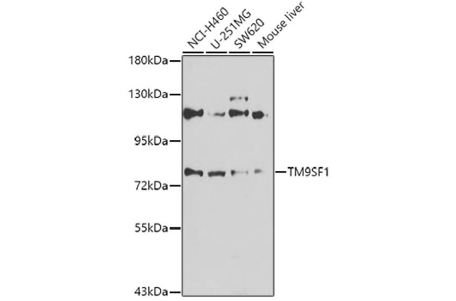 Western Blot - Anti-TM9SF1 Antibody (A15715) - Antibodies.com