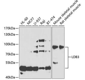 Western Blot - Anti-LDB3 Antibody (A15716) - Antibodies.com