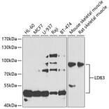 Western Blot - Anti-LDB3 Antibody (A15716) - Antibodies.com