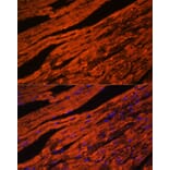 Immunofluorescence - Anti-LDB3 Antibody (A15716) - Antibodies.com