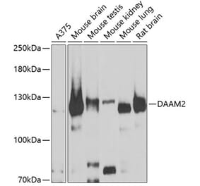 Western Blot - Anti-DAAM2 Antibody (A15717) - Antibodies.com